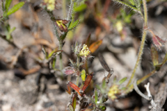 Xanthosia huegelii