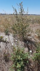 Malva preissiana