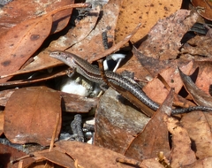 Lampropholis guichenoti