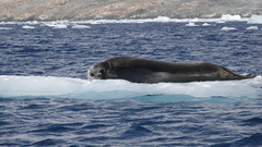 Hydrurga leptonyx