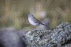 Muscisaxicola cinereus