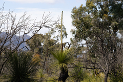Xanthorrhoea platyphylla