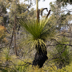 Xanthorrhoea platyphylla
