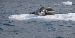 Hydrurga leptonyx
