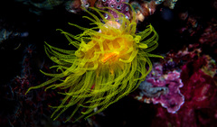 Tubastraea