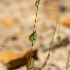 Rhodanthe manglesii