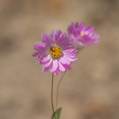 Rhodanthe manglesii