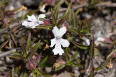 Hemiandra pungens
