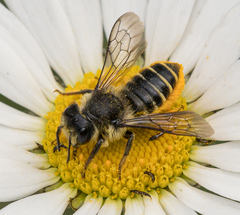 Megachile relativa