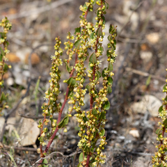 Muehlenbeckia adpressa
