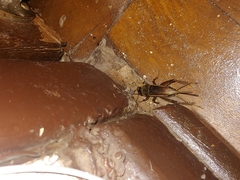 Gryllus
