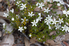 Orianthera serpyllifolia