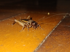 Gryllus