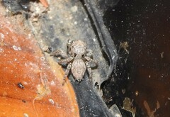 Habronattus hirsutus
