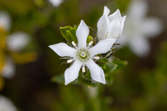 Orianthera serpyllifolia