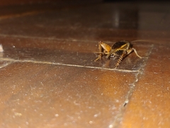 Gryllus