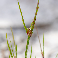 Centrolepis aristata