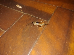Gryllus