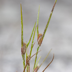 Centrolepis aristata