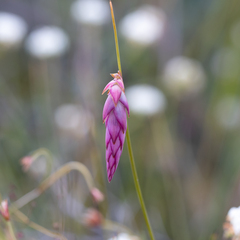Johnsonia teretifolia