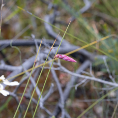 Johnsonia teretifolia
