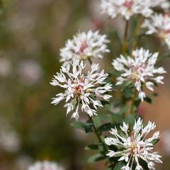 Pimelea sylvestris
