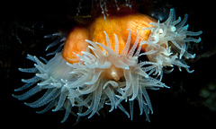 Tubastraea