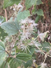 Clematis dioica
