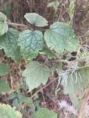 Clematis dioica