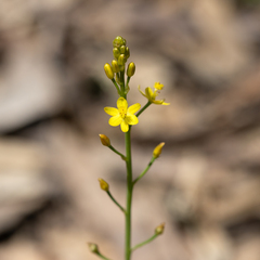 Bulbine semibarbata
