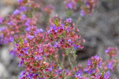 Calytrix leschenaultii