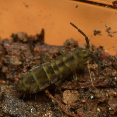 Isotomurus palustris