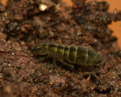 Isotomurus palustris