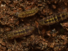 Isotomurus palustris