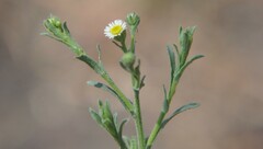 Psilactis brevilingulata