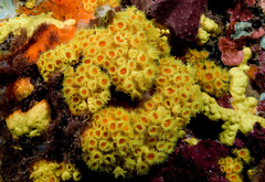 Tubastraea coccinea