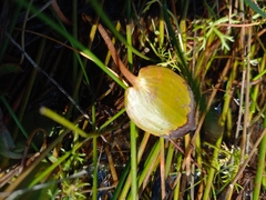 Potamogeton cheesemanii