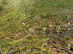 Potamogeton cheesemanii