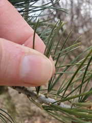 Pinus parviflora