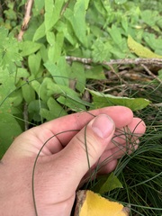 Netrostylis capillaris