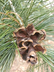 Pinus parviflora