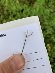 Netrostylis capillaris