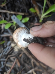 Agaricus