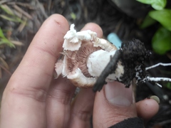 Agaricus