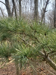 Pinus parviflora
