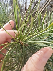 Pinus parviflora