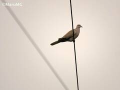 Streptopelia decaocto