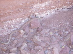 Crotalus oreganus concolor