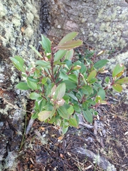 Maytenus magellanica