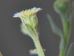 Psilactis brevilingulata